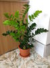 92 Zamioculcas Zamiifolia