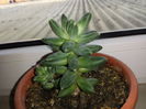 116 Pachyphytum compactum