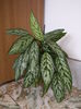 195 Aglaonema silver queen