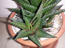 147 Haworthia limifolia