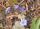 Hepatica transsilvanica