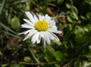 Bellis perennis (2015, March 16)