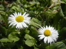 Bellis perennis (2015, March 16)