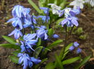 Scilla siberica (2015, March 16)