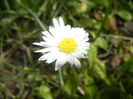 Bellis perennis (2015, March 18)