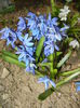 Scilla siberica (2015, March 22)