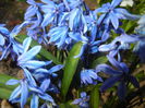 Scilla siberica (2015, March 22)