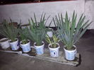 39 Yucca filamentosa