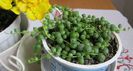 06- senecio rowleyanus-Monica