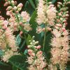 Clethra alnifolia Pink Spire