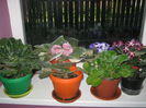 Picture My plants 2556