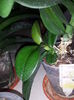 137 Pui Orhidee