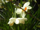 Narcissus Geranium (2015, April 05)