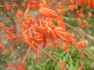 Acer palmatum Katsura (2015, April 04)