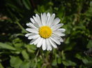 Bellis perennis (2015, April 05)