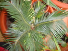 CYCAS