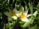 Tulipa Turkestanica (2015, April 10)