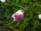 Bellis perennis (2015, April 10)