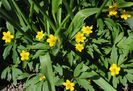 anemone ranunculoides(floarea pastilor)