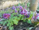 brebenei (corydalis solida)