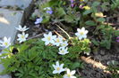 anemone nemorosa