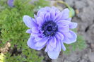 anemone Lord Lieutenant