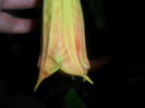 brugmansia sanguinea