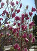 magnolia soulangiana rustica rubra