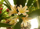 Clivia White lips