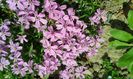 Phlox subulata