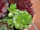 sempervivum  (4)