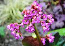 bergenia "winter glow"