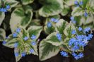 Brunnera jack variegated(frost)