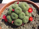 55 Rebutia krainziana (floare rosie)