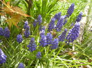 Muscari armeniacum (2015, April 13)