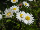 Bellis perennis (2015, April 13)