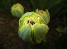 Tulipa Esprit (2015, April 15)