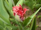Tulipa Pacific Pearl (2015, April 15)