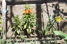 Fritillaria imperialis( Lalele candelabru)