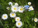 Bellis perennis (2015, April 15)