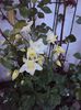 aquilegia winky white