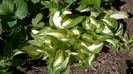 hosta