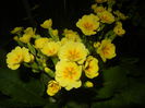 Primula polyanthus Yellow (2015, Apr.12)