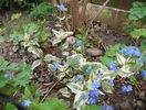 brunnera variegata