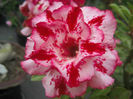 adenium chokrussame