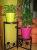 Picture My plants 2888