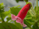 NEW - Kohleria Luci s Puzzle