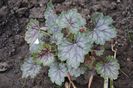 heuchera venus