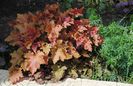 heuchera marmelade