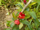 chaenomeles Firedance